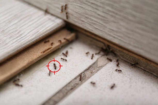 Best Termite Control Services  in Augusta, GA